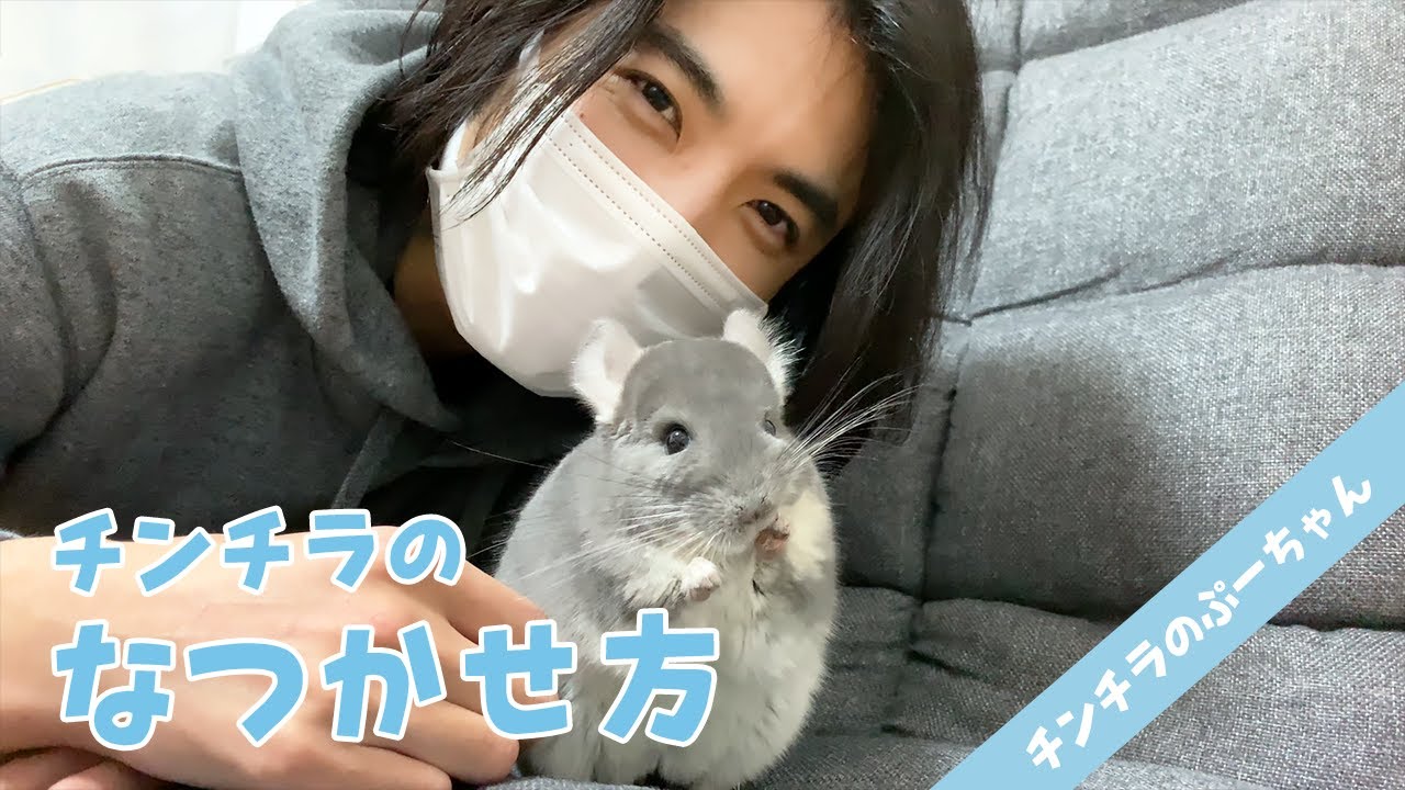 チンチラのなつかせ方 Funny And Cute Chinchilla Youtube