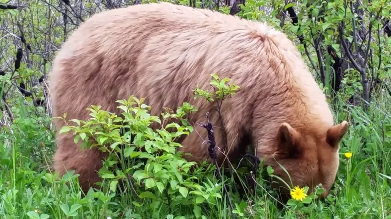 Close Up of blonde Black Bear Feeding in Glacier National Park YouTube