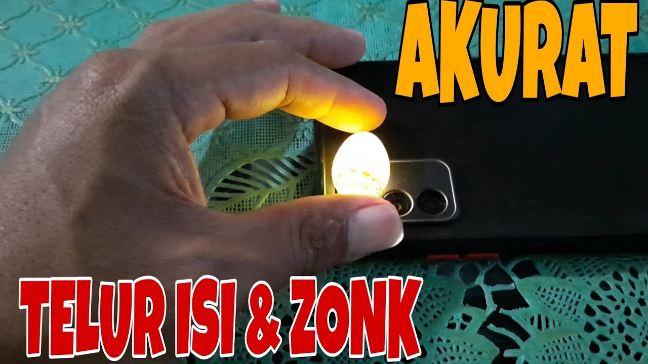 CARA MEMBEDAKAN ANTARA TELUR BURUNG MURAI BATU YANG ISI DAN YANG KOSONG/ZONK