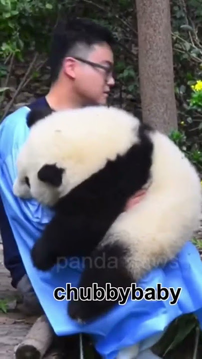 Chubby panda huahua #panda #animal #cute #funnymoments #huahua