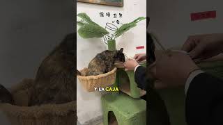 The students found a stray cat mother in the drawer.#animals #Foryou #Friendship#Us