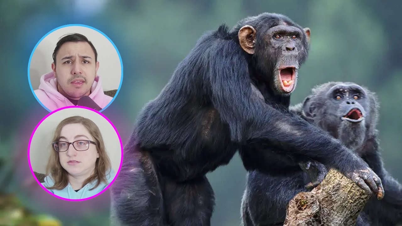 Casual Geographic - One Mistake and This Chimp Lost It All | Eli & Jaclyn REACTION