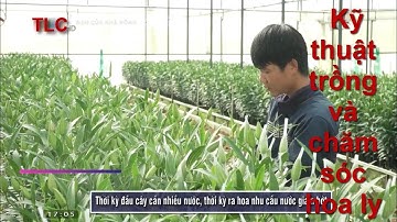 Kỹ thuật trồng và chăm sóc hoa ly