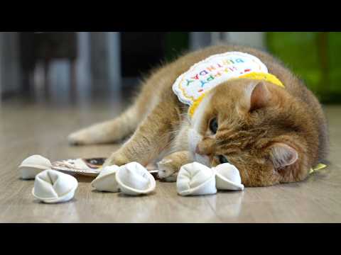 Happy birthday, Hosico!