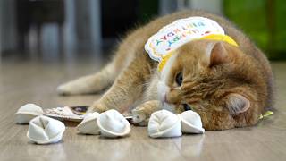 Happy birthday, Hosico!