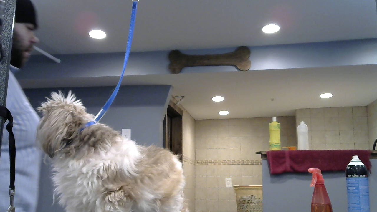 DOG GROOMING FLUFF & DRY GROOMING SALON YouTube