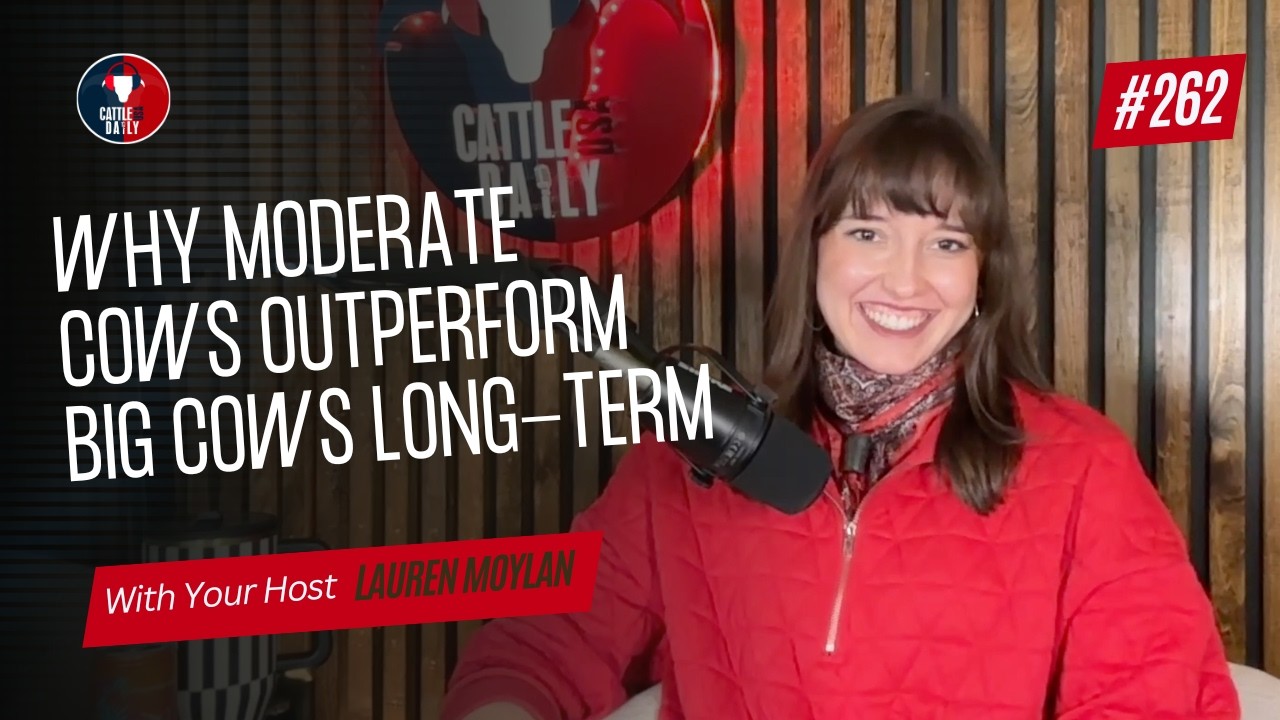 262: Почему коровы средних размеров показывают лучшие результаты, чем коровы крупных размеров, в ...