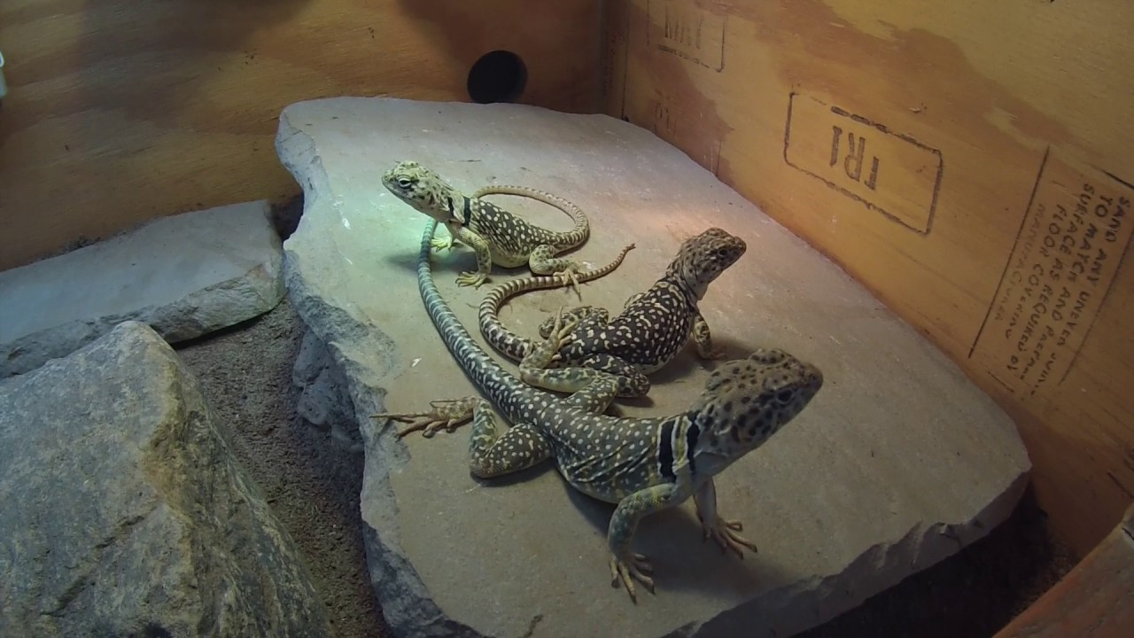 collared lizard housing and care YouTube
