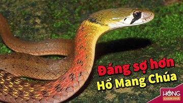 Rắn Hoa Cổ Đỏ - Sát thủ sở hữu Nọc Độc nguy hiểm hơn cả Hổ Mang Chúa |Hóng Khám Phá