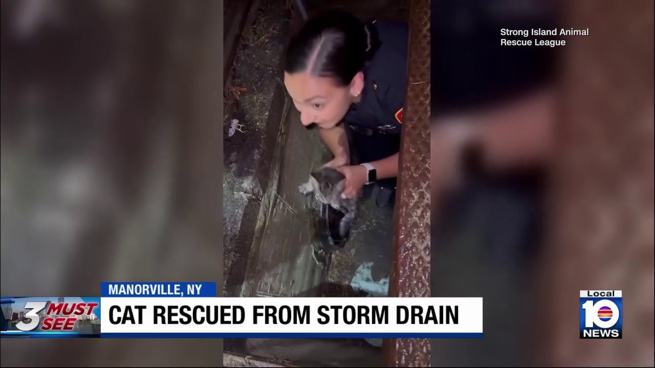 Kitten saved from storm drain by quick thinking rescuers