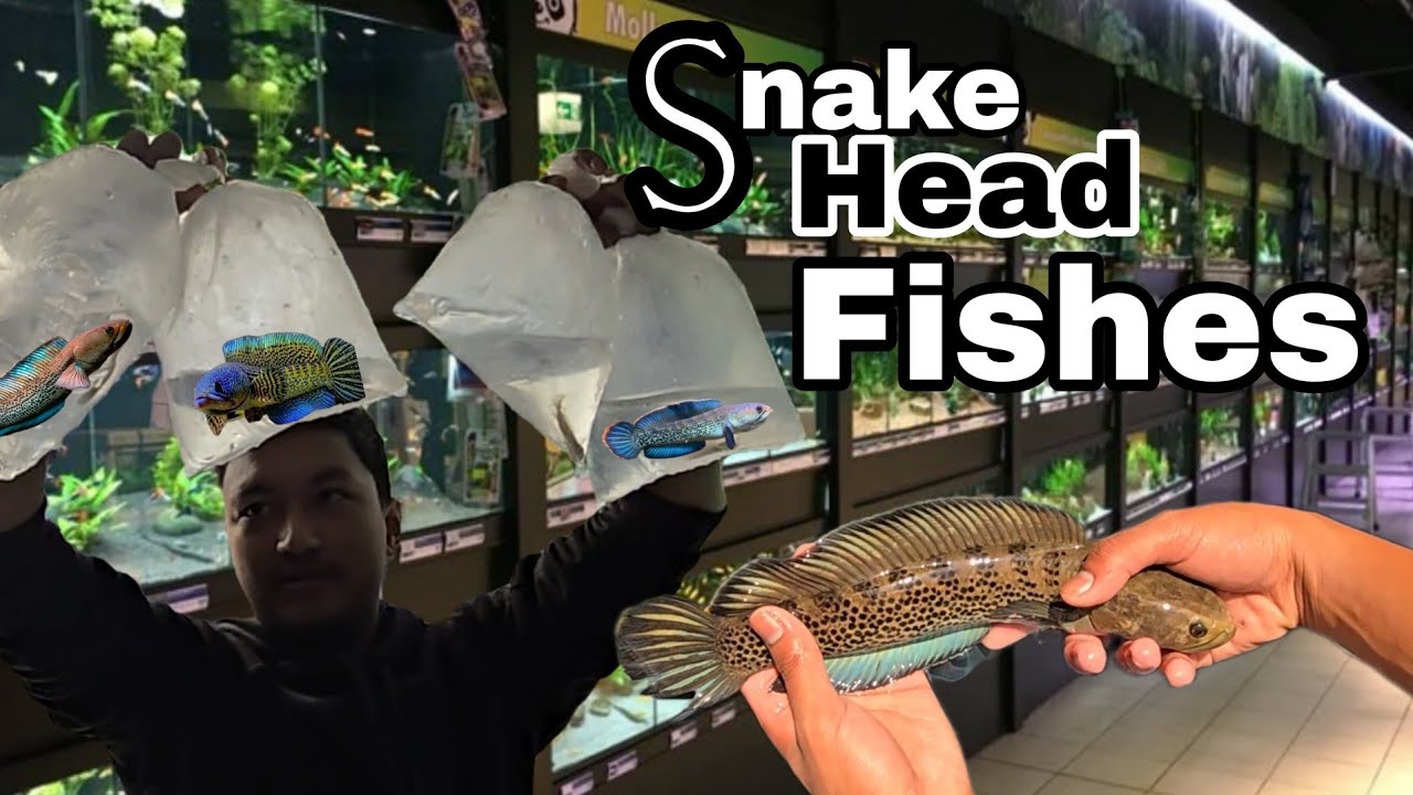 How to care your Snake Head fish 