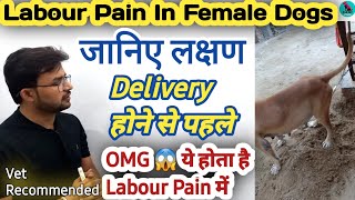 Labour Pain In Dogs || Symptoms Of Labor Pain || Delivery के समय ये लक्षण दिखाई देते है ? || जान लो