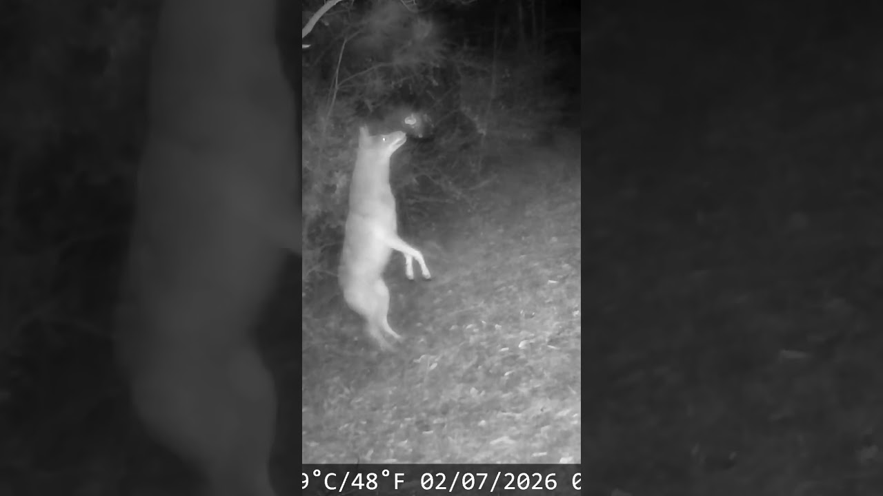 Teaching an old dog new tricks 