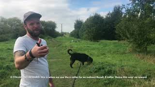 ROTTWEILER TRAINING | ROCCO 2nd ECOLLAR SESSION | PHASE 2
