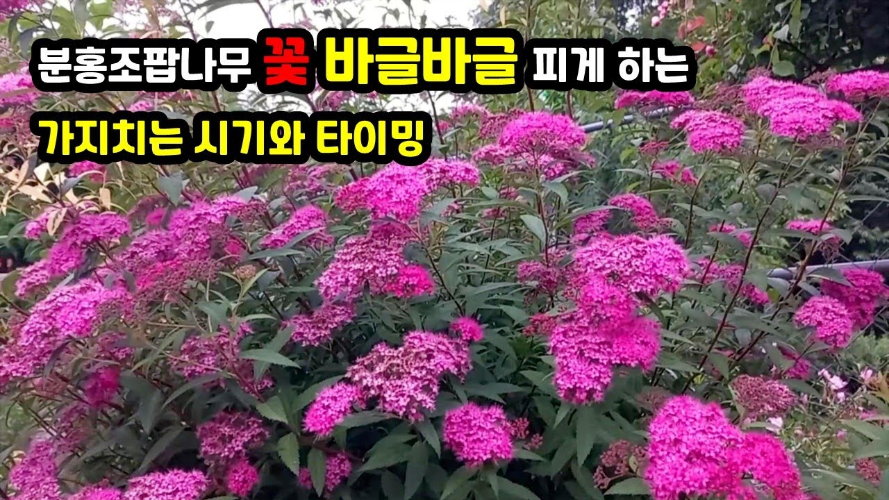 분홍 조팝나무 꽃이 바글바글 피게 하는 가지 치는 시기 /노지 정원 분홍 조팝 키우기