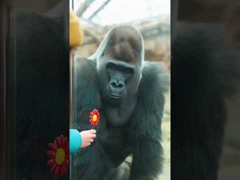 She didn't expect the gorilla to do this #jealous #funny #zoo #amazing