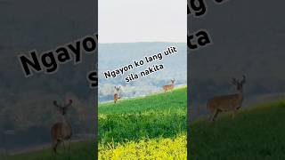 Ngayon lang sila lumabas ulit#deer#wildanimals #nature #randomvideo #jplifememories