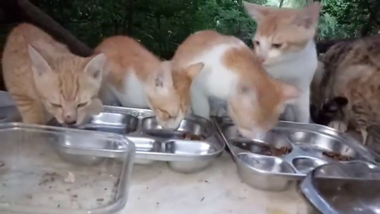 Feline Activities Aug. 4. 2019(part 1006 KAMI etc.,) YouTube