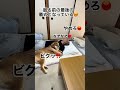 愛犬家あるある⁉️わんこが一緒じゃないとさみしくて眠れない😭‼️#さみしがりやなのでわんこに迷惑をかけています#いつも一緒に寝てくれるので感謝🙏#夏は暑い😅#柴犬#多頭飼い#shibainu#dog