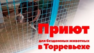 Испания. Приют для бездомных кошек и собак в Торревьехе Испания. Приют для бездомных кошек и собак в Торревьехе