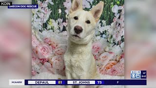 Second Chance Pets: Wizard