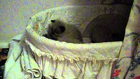 Video 1113121: mink kitten, little baby kitten, kittens cute baby