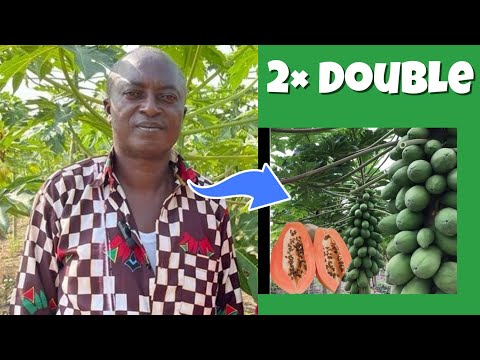 How I Use Poultry Manure To Double Production In 30 Acres Pawpaw Farm | Low Investment, Big Profit.