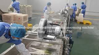 Scallion nondestructive washing and air drying processing machine20210706