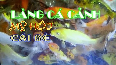 CÁ CẢNH ĐẸP| LÀNG CÁ CẢNH MỸ HỘI-CÁ CẢNH CÁI BÈ-PHẦN 1(LANDSCAPE VILLAGE)