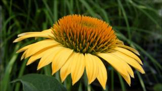 Yellow Coneflower For Sale Yes Yellow Coneflowers