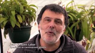 In the Mind of Plants | Full Documentary HD