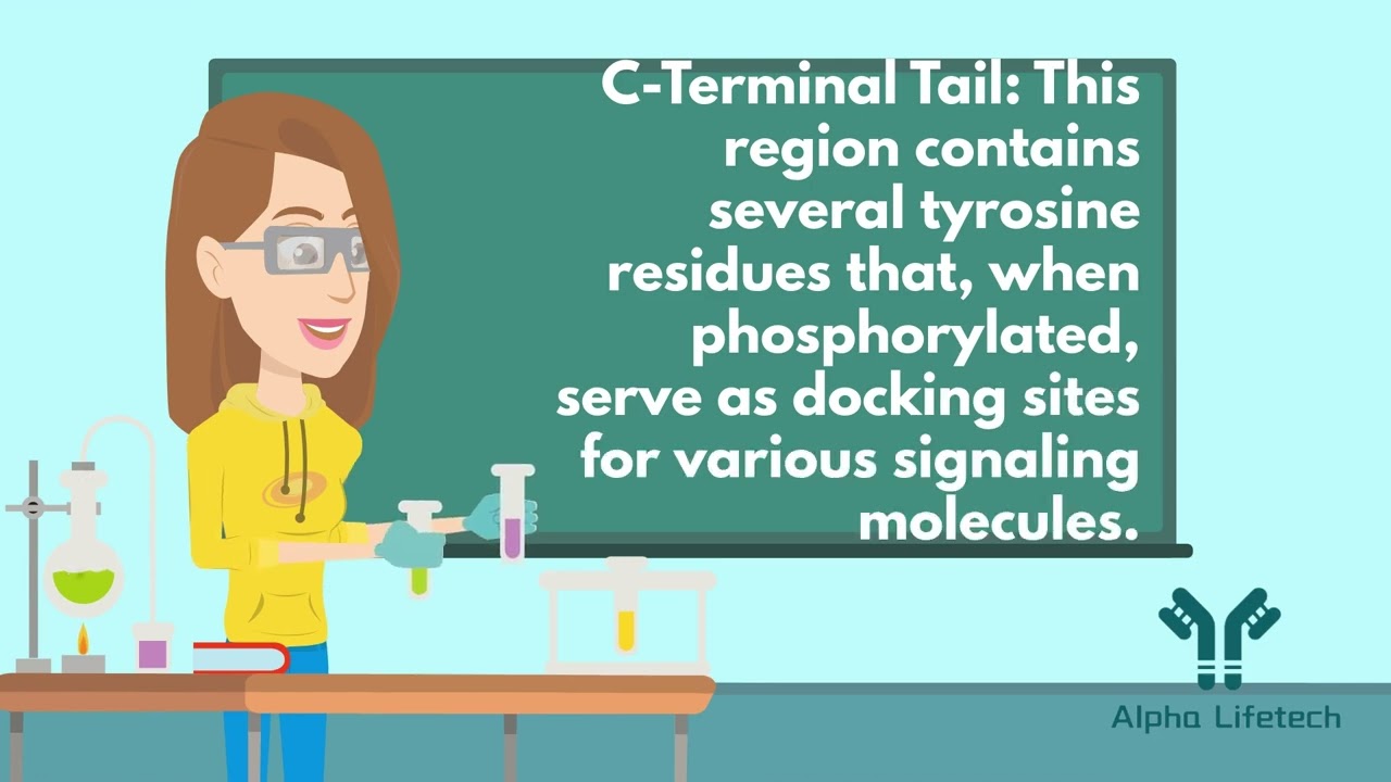 Alpha Lifetech Decodes the EGFR/HER1/ErbB1 Pathway! 🔬💡