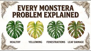 Monstera Deliciosa Care Guide 🌿 How to Grow HUGE Fenestrated Leaves Indoors