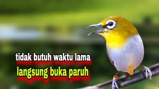 Pleci Gacor Ngalas Nembak Untuk Pancingan 100% Ampuh Bikin Gacor
