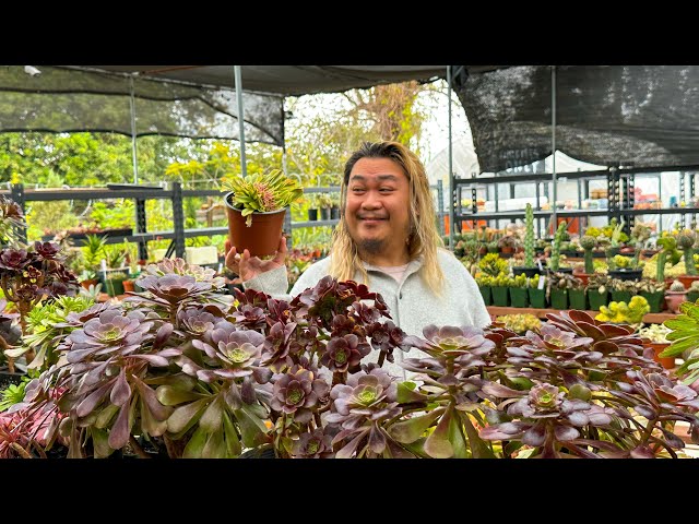 calabar bean plant Bidwill's Coral Bean  Native Gardeners