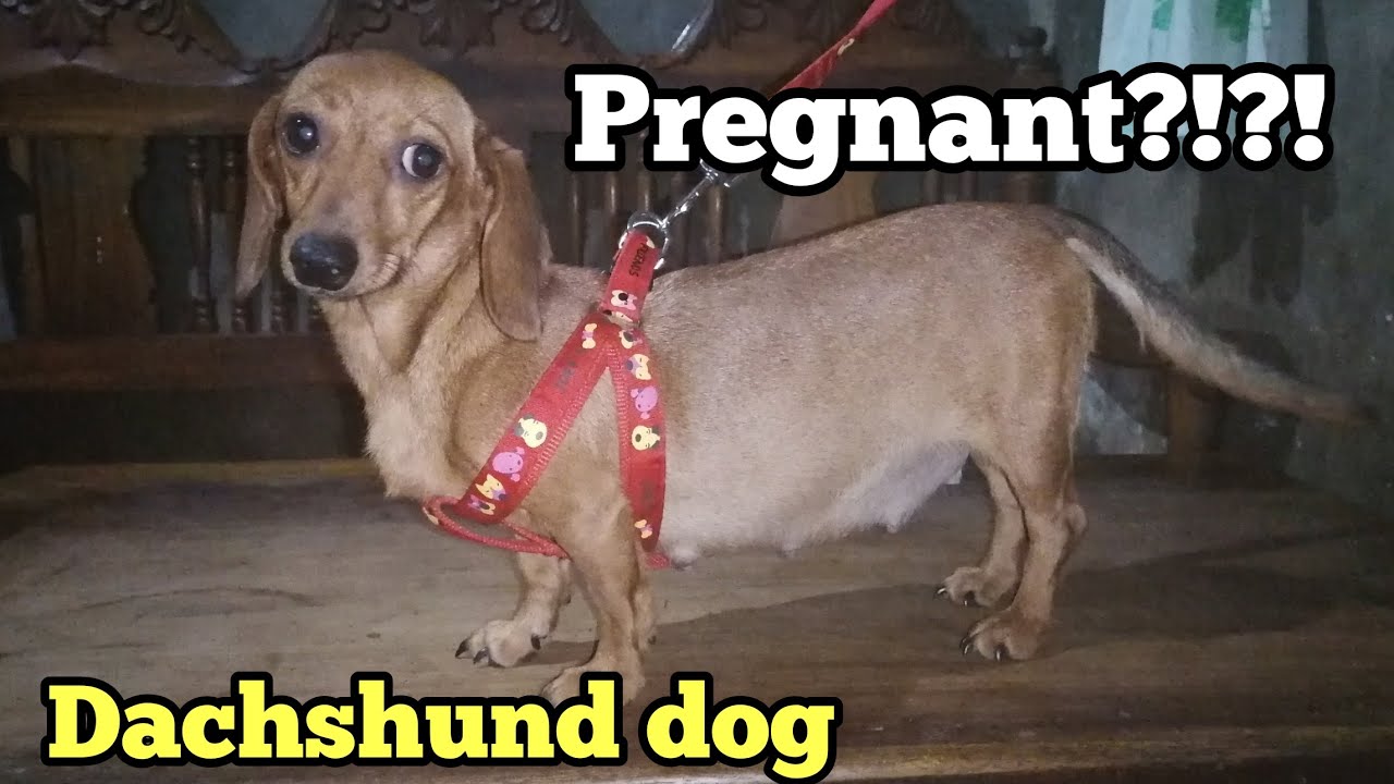 PREGNANT MINI DACHSHUND DOG YouTube