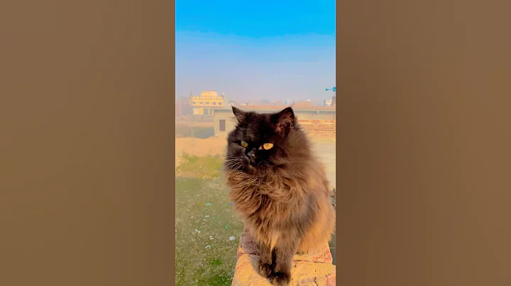 Video 11861891: cat funnycats cute, cat cute funny baby