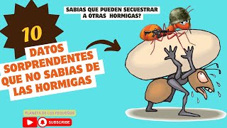 🔍 10 Datos Curiosos Sobre las Hormigas Que No Sabías 🐜😱