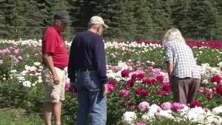 Alaska's Growing Peony Industry screenshot 5