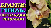 Орхидеи,узамба́рские фиалки,Самара🌺