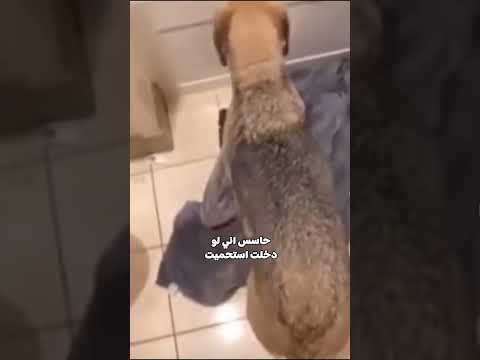 الكلب اللي كان حاسس بالمصيبة واتزحلق فعل ا