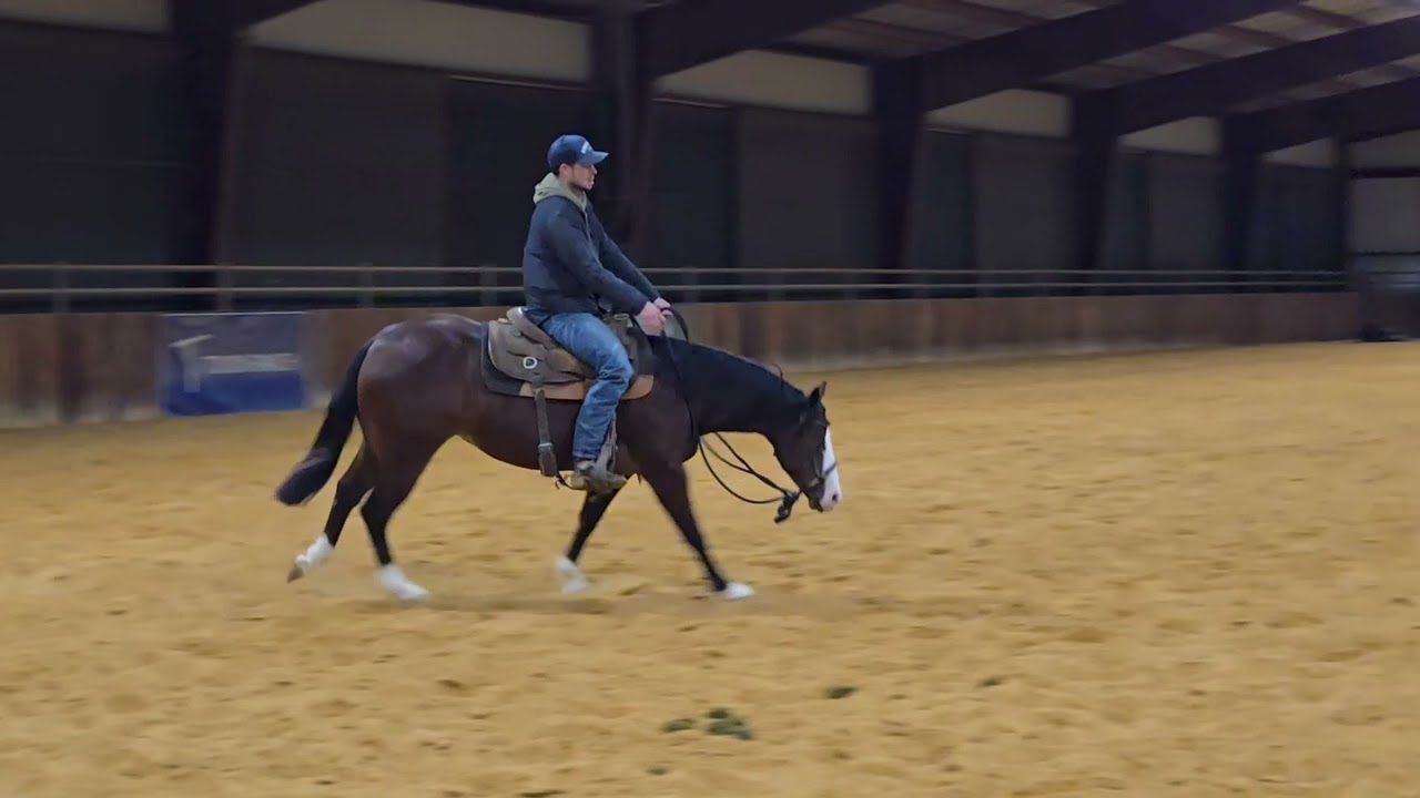 Two year old Spooks grand slam filly. Profit Equine online winter sale. Hip# 1134