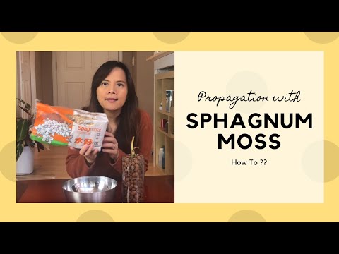 How To Propagate with Sphagnum Moss