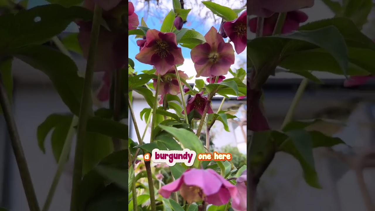 Explore this Magical Combination of Hellebores and a Flowering Cherry. 🌳🌺