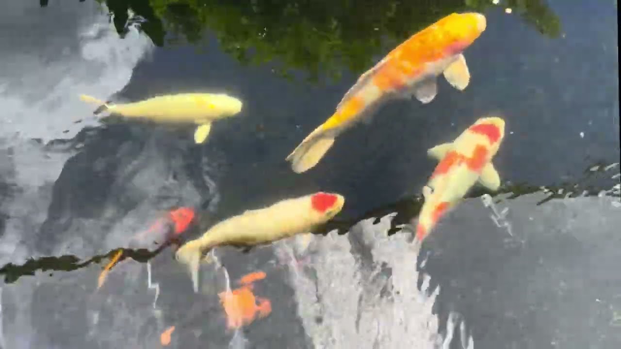 Peaceful Koi Pond – Gentle Feeding & Relaxing Water Sounds
