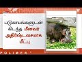 நீருக்குள் பதுங்கியிருந்து மீனவரைத் தாக்கியது நீர் யானை