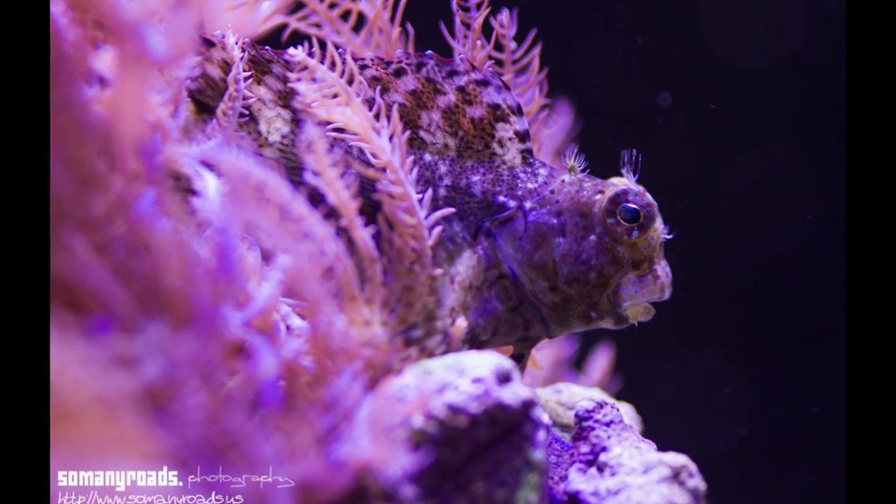 Coral Reef Aquarium Photography - How to Take Great Aquarium Photos - keeping a saltwater aquarium