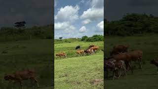 Cow farm in Uganda part 1 Cow farm in Uganda part 1
