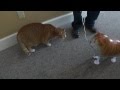 Cat meets its balloon doppleganger