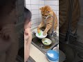 My orange cat is helping me wash the dishes!#Cat #OrangeCat #HarmonyBetweenHumanAndCat #AIPainting